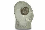 Jurassic Ammonite (Dactylioceras) Fossil - England #279552-1